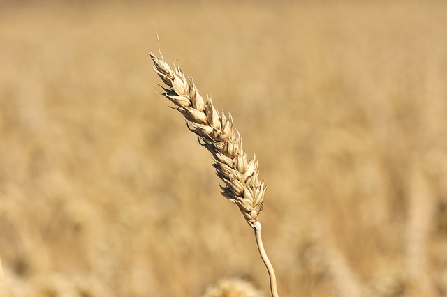 Którym herbicydem zawsze wspomożemy naszą kukurydzę?
