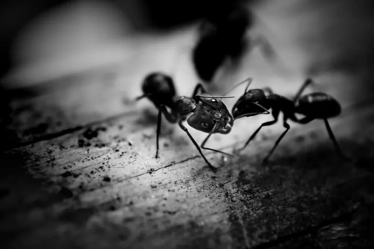 Znowu mrówki dają o sobie znać?